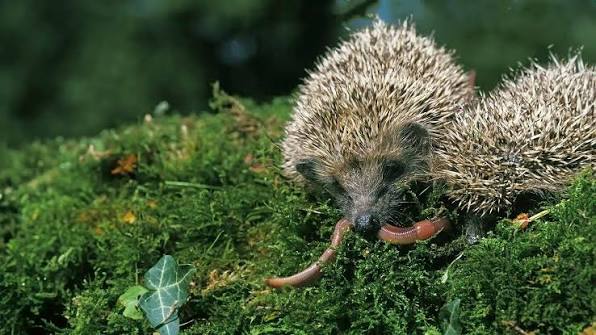 Beyond the Kibble: Fueling Your Hog for Health