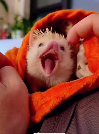Be a Health Detective: Signs Your Hedgehog is Sick