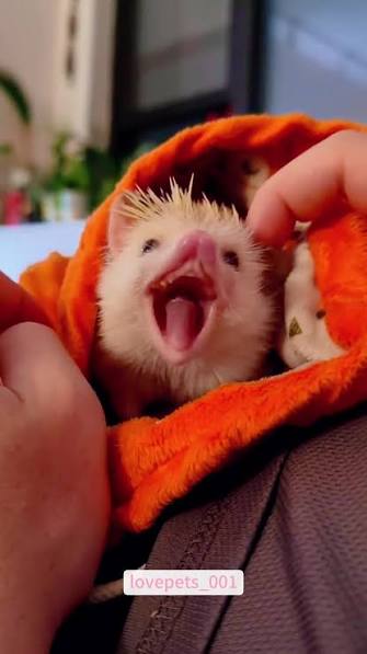 Be a Health Detective: Signs Your Hedgehog is Sick