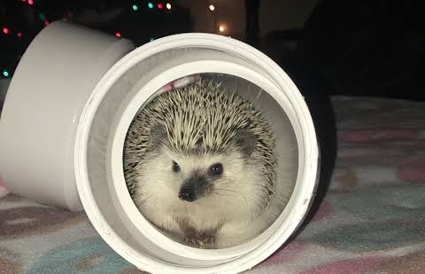 Creating a 5-Star Hotel for Your Hedgehog