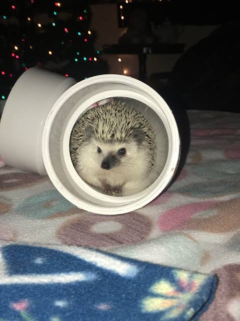 Creating a 5-Star Hotel for Your Hedgehog